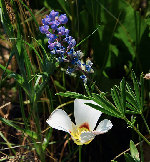 lily and lupine